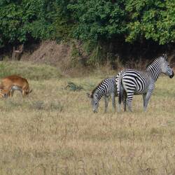 Puku and Zebra grazing