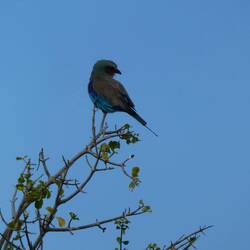 Lilac Breasted Roller