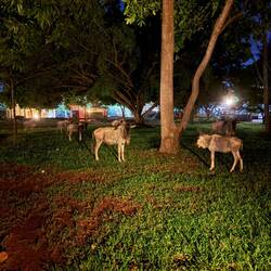 Das ist die Rasenmäher-Nachtschicht. Was tags nicht gerupft wird nachts von Gnus vertilgt.