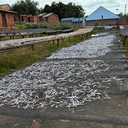 Der nächtliche Fang wird hier getrocknet bevor er verkauft wird.