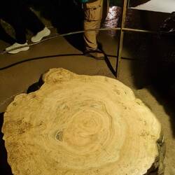 Ein Stalakmit wächst anscheinend 1cm in 100 Jahren