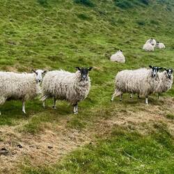 Cool sheep