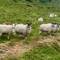 Cool sheep