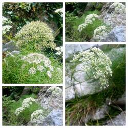 Augenwurz, eine typische Pflanze im Triglav-Nationalpark