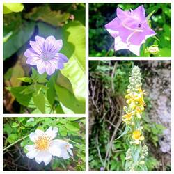 Überall sieht man hübsche Blüten