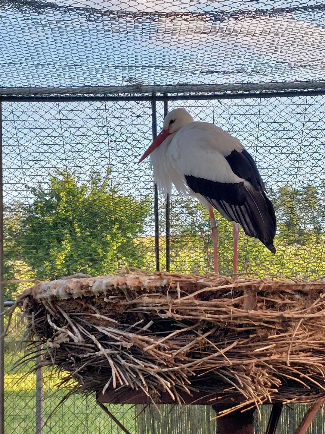 Weissstorch