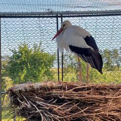 Weissstorch