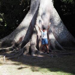 Riesige Bäume, kleine Menschen