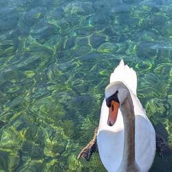 Gesellschaft beim Mittagessen