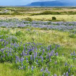 Lupins by the road side, mountains beyond