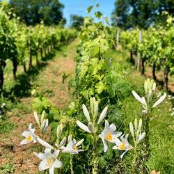 Petra wollte unbedingt ein Blumenbild einbringen