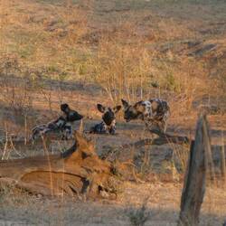 Wild Dogs in the distance