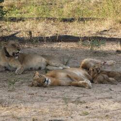 Mums and Cubs, suckling