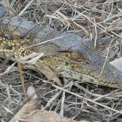 They do look the part, for sure...