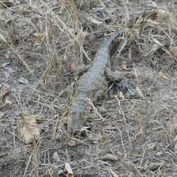 Young Crocodile about a year old