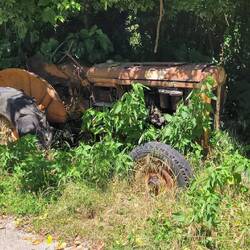 die Natur wird's schon richten