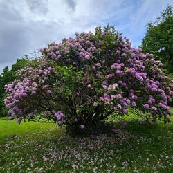Mooie rododendron.
