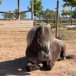Gaaaanz viele Kuschelponys