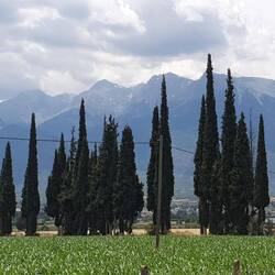 Griechische Zypressen