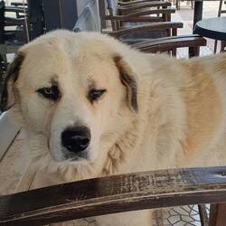 Ein Kalb an meinem Tisch