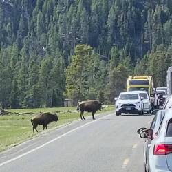 Bisons crossing 🚧
