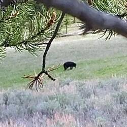 Bärensichtungen erzeugen sofort Verkehrsstau 😲