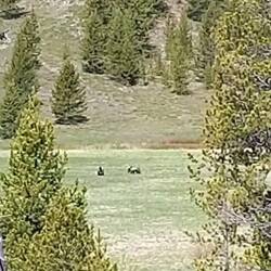 2 Grizzlys - leider/zum Glück weit weg 🔭