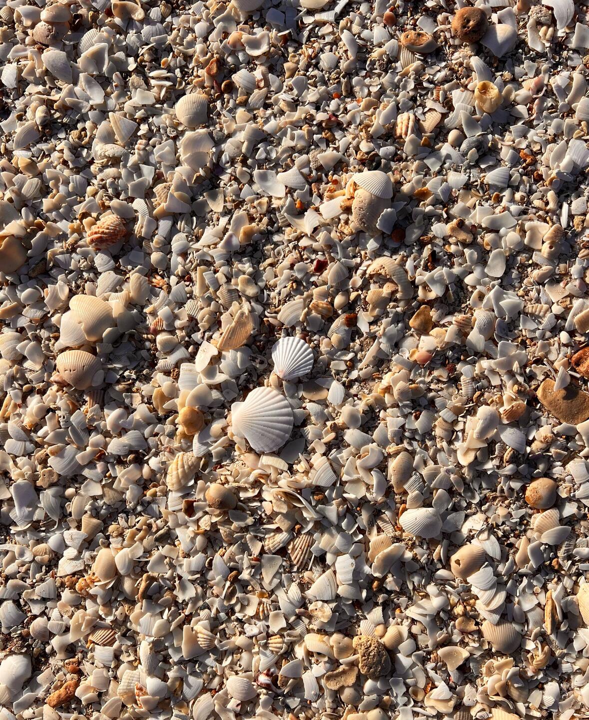 Thousands of shells on the beach