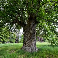 Spanish Chestnut planted in 1553