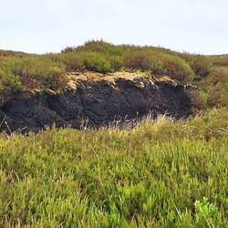 We think this is peat