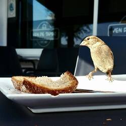 Wanting me to share my lunch.