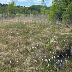 Das Wollgras blüht und ich erinnere mich an meine Kindheit im Teufelsmoor bei Bremen.