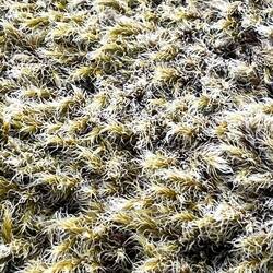 Moss
