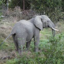Visiting Mwamba