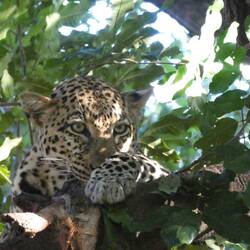 Simply unbelievable to be so close to a Leopard