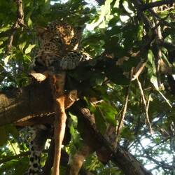 Again, driven to a tree and it was 'suggested' we look above...