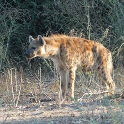Hyena, our first clue to the kill