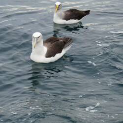 22 albatross species, 19 in the southern hemisphere (2 in the north are based near Hawaii).