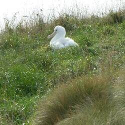 One of the birds I have always wanted to see and I feel privileged to have done so