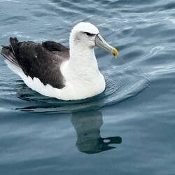 To stay hydrated they have a special gland in their head to desalinate sea water & salt excreted