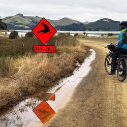 I see no Lions. I mean Sea Lions