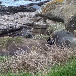 Fur Seals, up close
