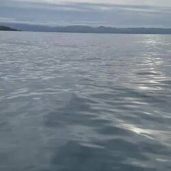 Well adapted to life at sea, they have a tendon along their back that locks their wings in place