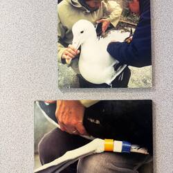 Pictures of the rangers in the centre give you a sense of the size of them! Huge!