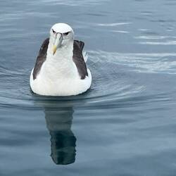 Spend 85% of their time out at sea.