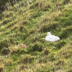 An Albatross chick sits patiently
