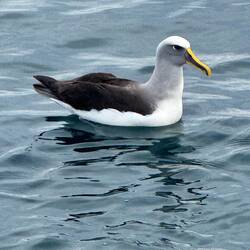 Albatross pair up for life, living up to 60 years old and return to the area every 2 years