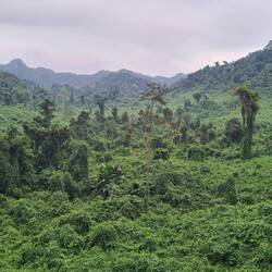Dichtestes Grün des Dschungels