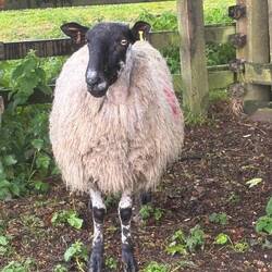 A lovely sheep who just wanted to say hello
