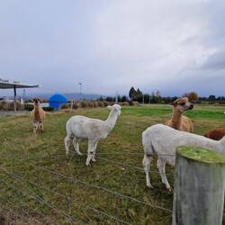 Alpacas at the coffee stop